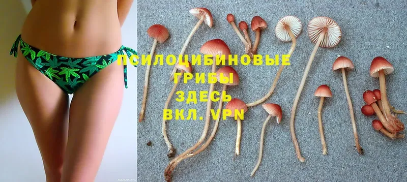 Псилоцибиновые грибы Psilocybe  продажа наркотиков  Адыгейск 